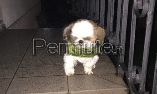 Cucciolo di Shih Tzu