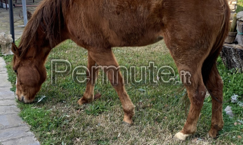 Scambio quarter horse