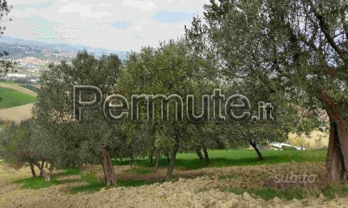 Oliveto e terreno coltivabile nei pressi di Ancarano