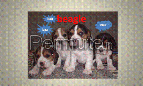 CUCCIOLI ORIGINALI DI BEAGLE, BASSETTHOUND, PASTORE TEDESCO