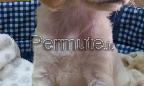 Scambio cucciolo simile setter inglese