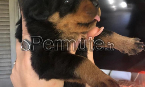 Cucciolo di Rottweiler