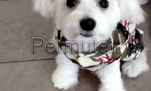 Scambio maltipoo maschio sei mesi con maltipoo femmina Toy