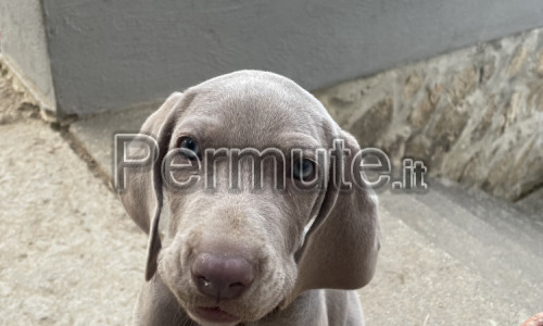 Weimaraner cuccioli