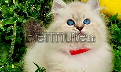 Permuto gattina siberiana neva per barboncina toy