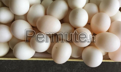 Uova fertili di pappagallo disponibili