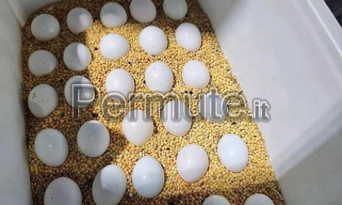 Uova di pappagallo fertili di alta qualit&agrave;