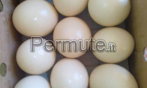 Uova fertili &ndash; Diverse specie di pappagalli