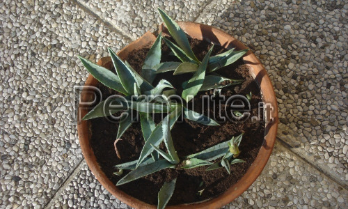 piante agavi
