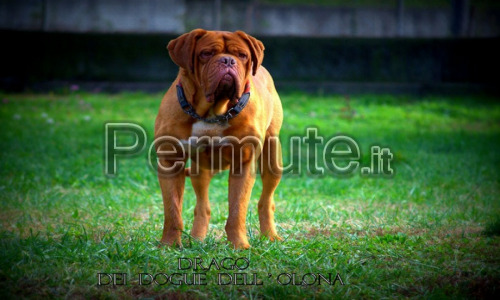 Cuccioli di dogue de bordeaux