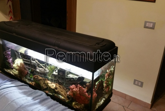 Acquario 100 litri già accessoriato Arezzo in Permuta, Acquari, Pesci e  Tartarughe 